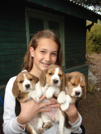 Cachorros Beagle